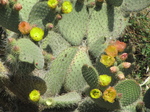 SX27476 Flowers on prickly pears.jpg